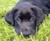 Black lab_tiny